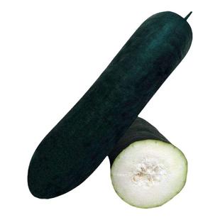 广东黑皮大冬瓜种子种籽苗大全菜东瓜蔬菜孑秧苗瓜苗苗子青皮苗秧