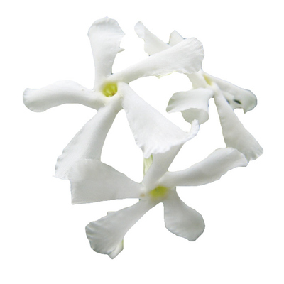 常绿盆栽络石藤白色粉色风车茉莉