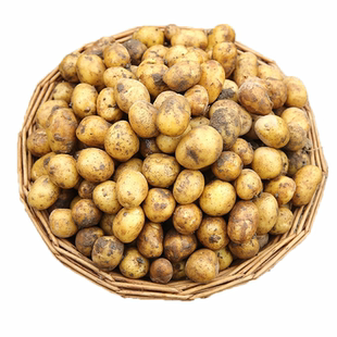 恩施黄心迷你小土豆新鲜老品种洋芋农家自种珍珠