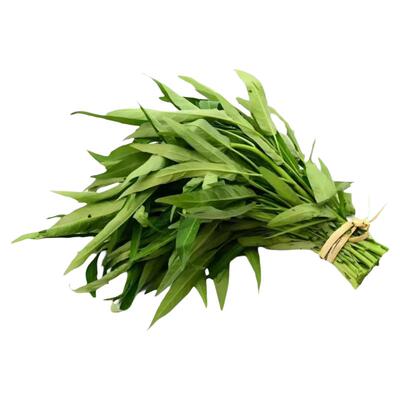 三叉空心菜苗四季好养蔬菜