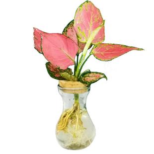 创意简约水培植物玻璃花瓶花盆透明风信子水养绿萝 观音竹插花瓶