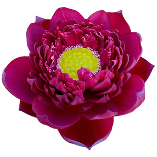 墨红碗莲种藕裸根观赏荷花阳台庭院楼顶盆栽水生花卉种子种苗种藕