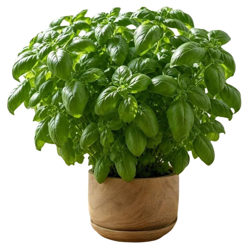 罗勒九层塔苗盆栽可食用金不换薄荷迷迭香料驱蚊室内植物绿植好养