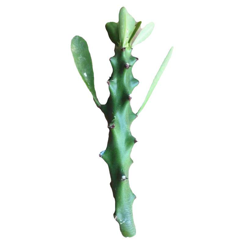 霸王鞭植物药用仙人掌盆栽大戟科