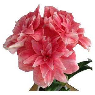 荷兰朱顶红种球双梦单重瓣可盆栽花卉植物多年生25年新球现货懒人