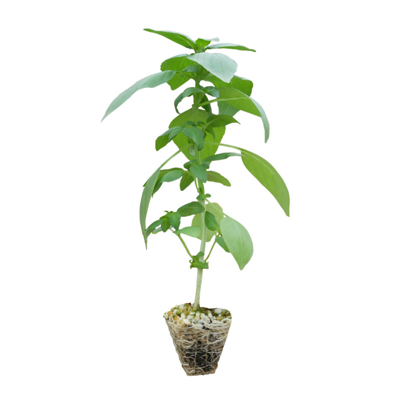 大叶荆芥种籽带土活苗