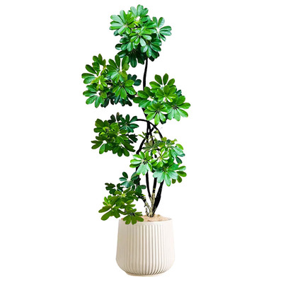 【顺丰包邮】造型鸭脚木客厅盆栽