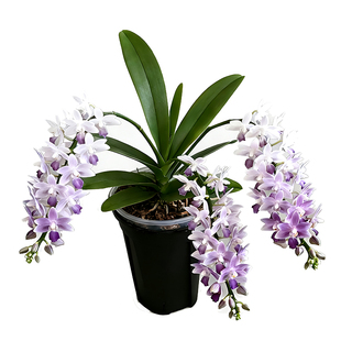 精品蝴蝶兰花苗蓝星带花苞室内绿植物小盆栽年宵花卉四季好养耐阴