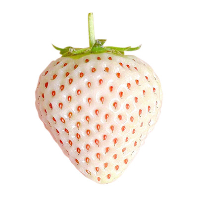 顺丰礼盒淡雪白草莓5斤