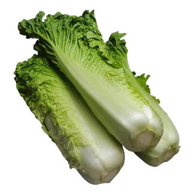 云南高山青麻叶白菜青口白菜