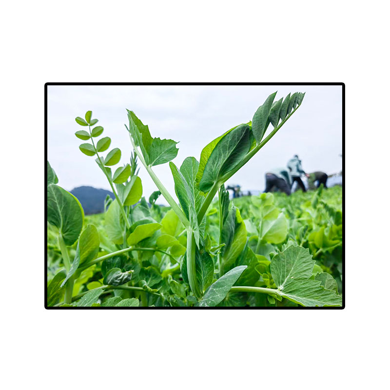 四川大胖无须豌豆尖种子蔬菜籽粗豌豆苗籽芽苗菜大田水培秋季大全