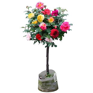 棒棒糖树桩月季花苗盆栽花卉特大花朵四季植物庭院老桩玫瑰花树苗