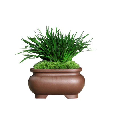 文人菖蒲增加生活情趣