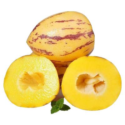 甘肃民勤沙漠人参果应季新鲜现摘