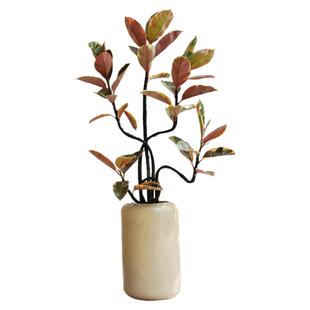 蓉城金叶子花叶橡皮树红关公老桩造型黑金刚客厅大型盆栽常绿植物