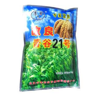 改良晋谷21号山西沁州黄种子抗倒谷种自家吃月子小米高产抗病500g
