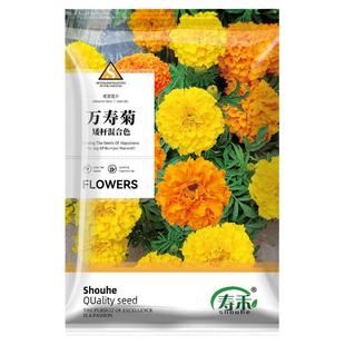 南非万寿菊花种子四季除虫驱蚊花卉花种籽菊花种籽适合春天种的