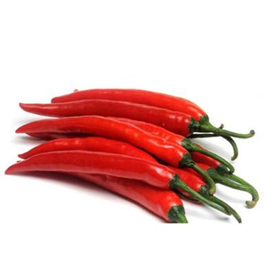 现摘农家自种新鲜红二荆条辣椒