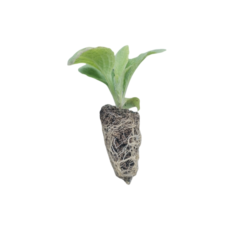 【预】深山花奴 【幼苗】洋毛地黄粉豹斑点桃粉趣味庭院花境阳台