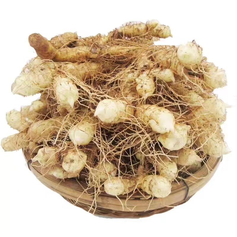 广东新鲜玉竹农家现挖玉竹片干条搭配麦冬沙参泡茶尾参煲汤可种植