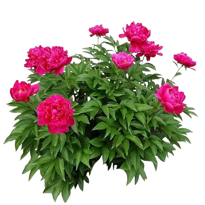 重瓣芍药花苗带芽根块耐热阳