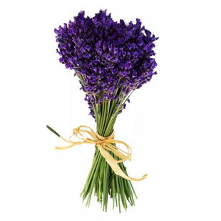 薰衣草花籽盆栽四季开花种子好养活花卉植物阳台庭院驱蚊草种孑苗