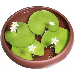 一叶莲碗莲水生花卉水培植物室内阳台净水带花苞盆栽鱼缸浮生莲花