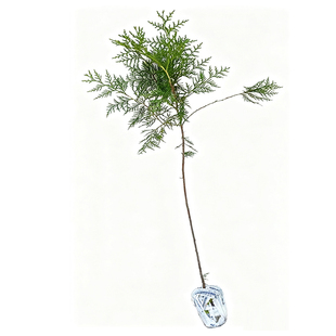 云南柏树苗批发扁柏带土球发货庭院行道风景造林绿化苗现挖现发