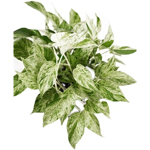 稀有品种大理石皇后油画绿萝快乐叶子荷兰进口网红ins风绿植盆栽