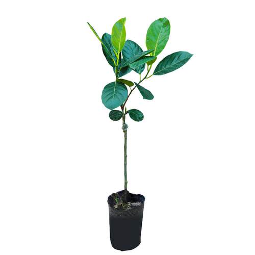 菠萝蜜苗树苗榴莲蜜泰国8号地盆栽嫁接马来西亚1号黄肉红肉果树苗