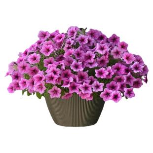 塔莎的花园 矮牵牛花苗120草花重瓣伊丽莎白养护简单