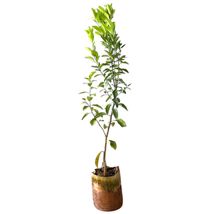 嫁接砂糖橘树苗广西金秋砂糖橘树无籽砂糖橘树苗盆栽地栽当年结果