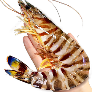 九节虾超大斑节虾特大竹节虾基围虾大虾海鲜虾鲜活速冻海虾黑虎虾