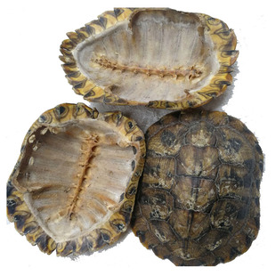 天然真乌龟壳中药材龟板背甲壳完整龟甲壳龟上甲真品乌龟上壳龟盖