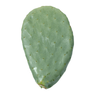 外敷药用可食用的米邦塔仙人掌室内植物老桩小盆栽嫁接用多肉面膜