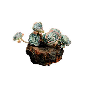 火山石花盆天然自然异形花盆兰花绿植盆栽多肉菖蒲透气吸水上水石