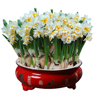 特级好养浓香正宗漳州水仙花种球大种子水养盆栽室内花卉水培植物