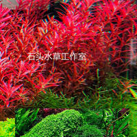 The Red Palace in Singapore, the Blood Red Palace in Denmark, the Red Palace on the ground, the self-cultivated underwater leaves, the background view, the water plants, and the Green Palace thumbnail 2