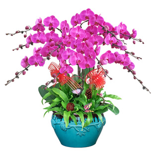 紫色蝴蝶兰盆栽年宵花卉高档开业乔迁商务送礼品盆景上海送货上门