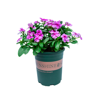 长春花盆栽带花苞室内阳台绿植室外开花植物四季花卉梅花老桩花苗