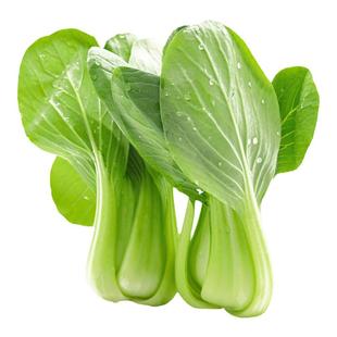 蔬菜种子大全适合冬天种的青菜种籽各种菜子种香菜生菜冬季菠菜孑