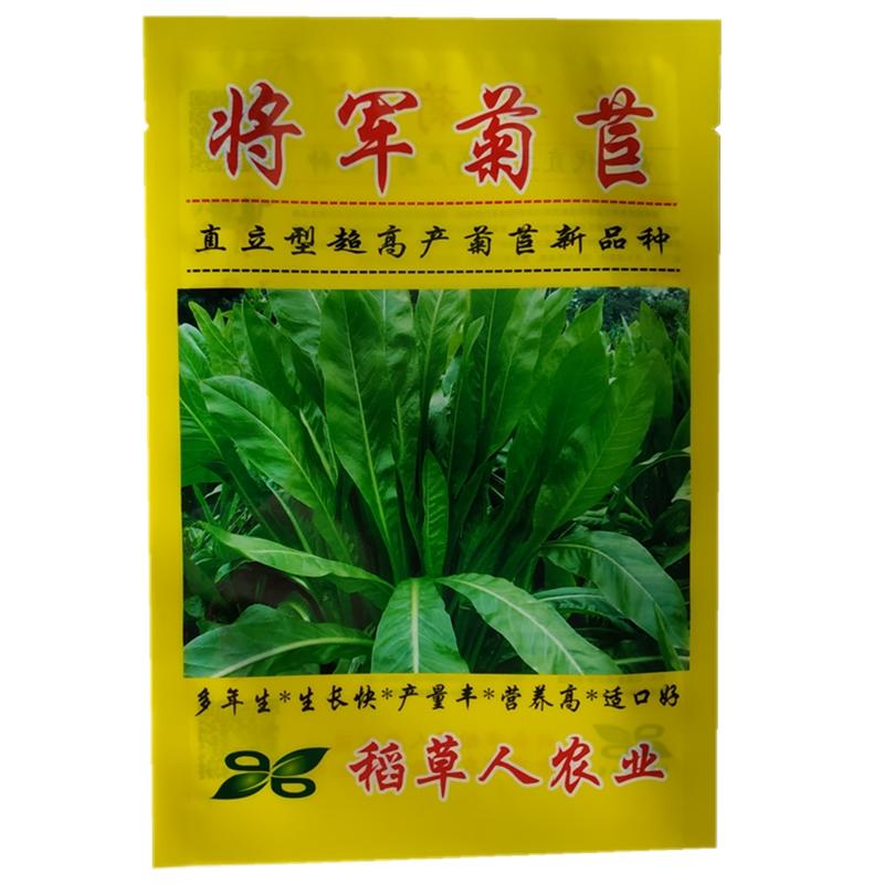 将军菊苣种子四季青百绿南北方