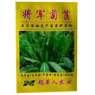 将军菊苣种子四季青多年生牧草籽猪牛羊鸡鸭鹅百绿进口南北方包邮