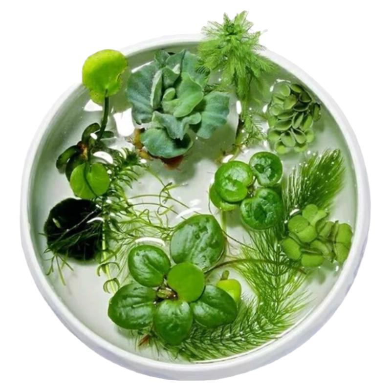 浮萍水草 园艺水生植物水芙蓉 无土水培鱼缸造景净化水质养鱼养龟