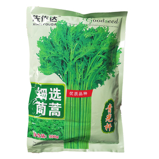 先优达细选青光杆茼蒿种子四季耐热耐寒底部无杂叶蒿子秆蔬菜种籽