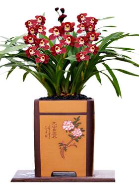 翁源兰花大花蕙兰年宵花红宝石香