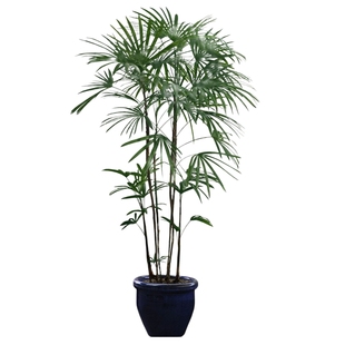 棕竹苗观音棕榈大型北欧室内植物绿植盆栽四季常青花卉细叶棕