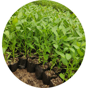 2025新种 樟树港辣椒种子 正宗樟树港辣椒种子 优质辣椒种子 新种