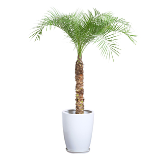 针葵树盆栽针叶棕榈大型热带植物椰子树室内外客厅阳台网红真绿植