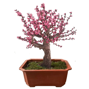原生梅花树苗室内外耐寒绿植花卉腊梅老桩朱砂红梅大盆景梅花盆栽